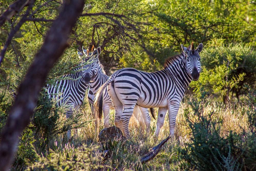 Big Valley Game Lodge Lobatse Bagian luar foto