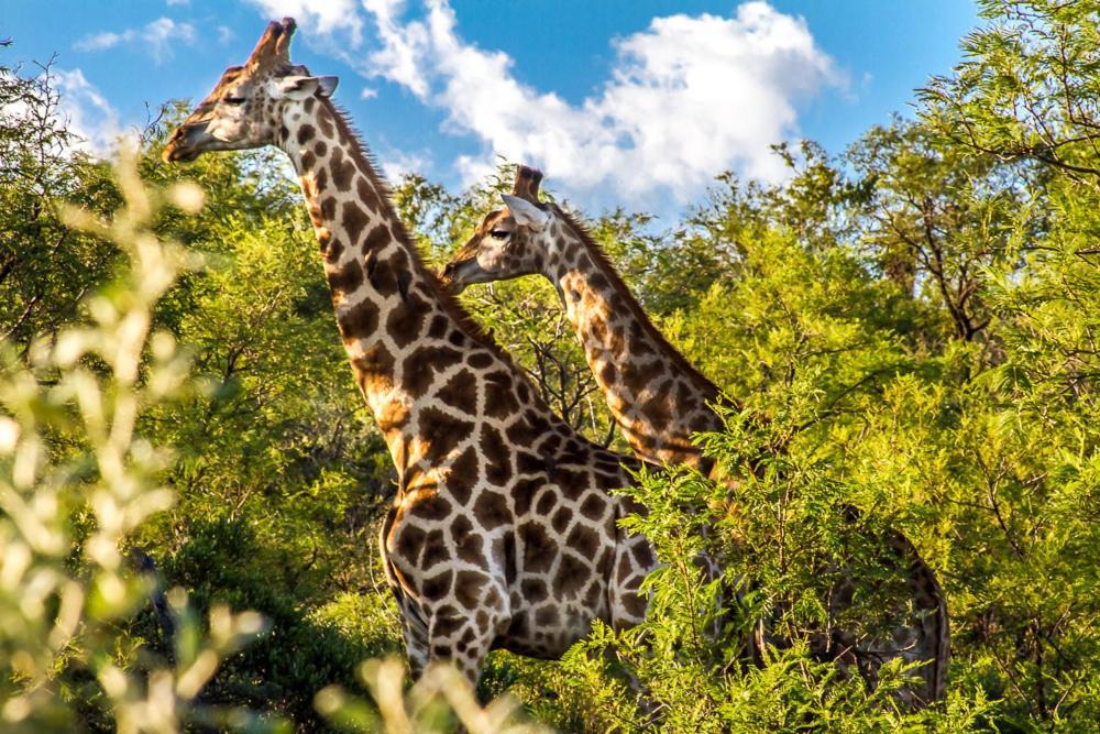 Big Valley Game Lodge Lobatse Bagian luar foto
